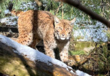 Odchytený rys karpatský je v bojnickej ZOO na pozorovaní