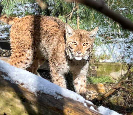 Odchytený rys karpatský je v bojnickej ZOO na pozorovaní