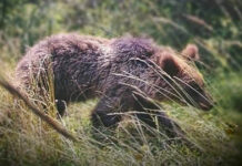 POZOR! V lokalite futbalového ihriska sa objavil medveď V lokalite futbalového ihriska sa v obci Kšinná objavil medveď