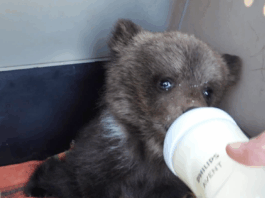 ZOO Bojnice prijala prvé mláďatá medveďa hnedého v novej rehabilitačnej stanici Ide o mimoriadne výnimočný moment – mláďatá sú prvými obyvateľmi úplne novej rehabilitačnej stanice