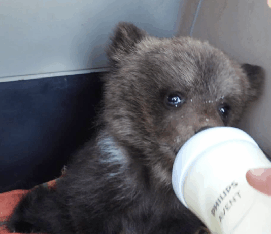 ZOO Bojnice prijala prvé mláďatá medveďa hnedého v novej rehabilitačnej stanici Ide o mimoriadne výnimočný moment – mláďatá sú prvými obyvateľmi úplne novej rehabilitačnej stanice