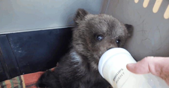 Medved hnedy zoo 1200 x 630 Ide o mimoriadne výnimočný moment – mláďatá sú prvými obyvateľmi úplne novej rehabilitačnej stanice