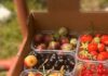 🍒🌿 POZVÁNKA NA SAMOZBER DO PETROVEJ ZÁHRADY VO VYSOČANOCH 🌿🍒